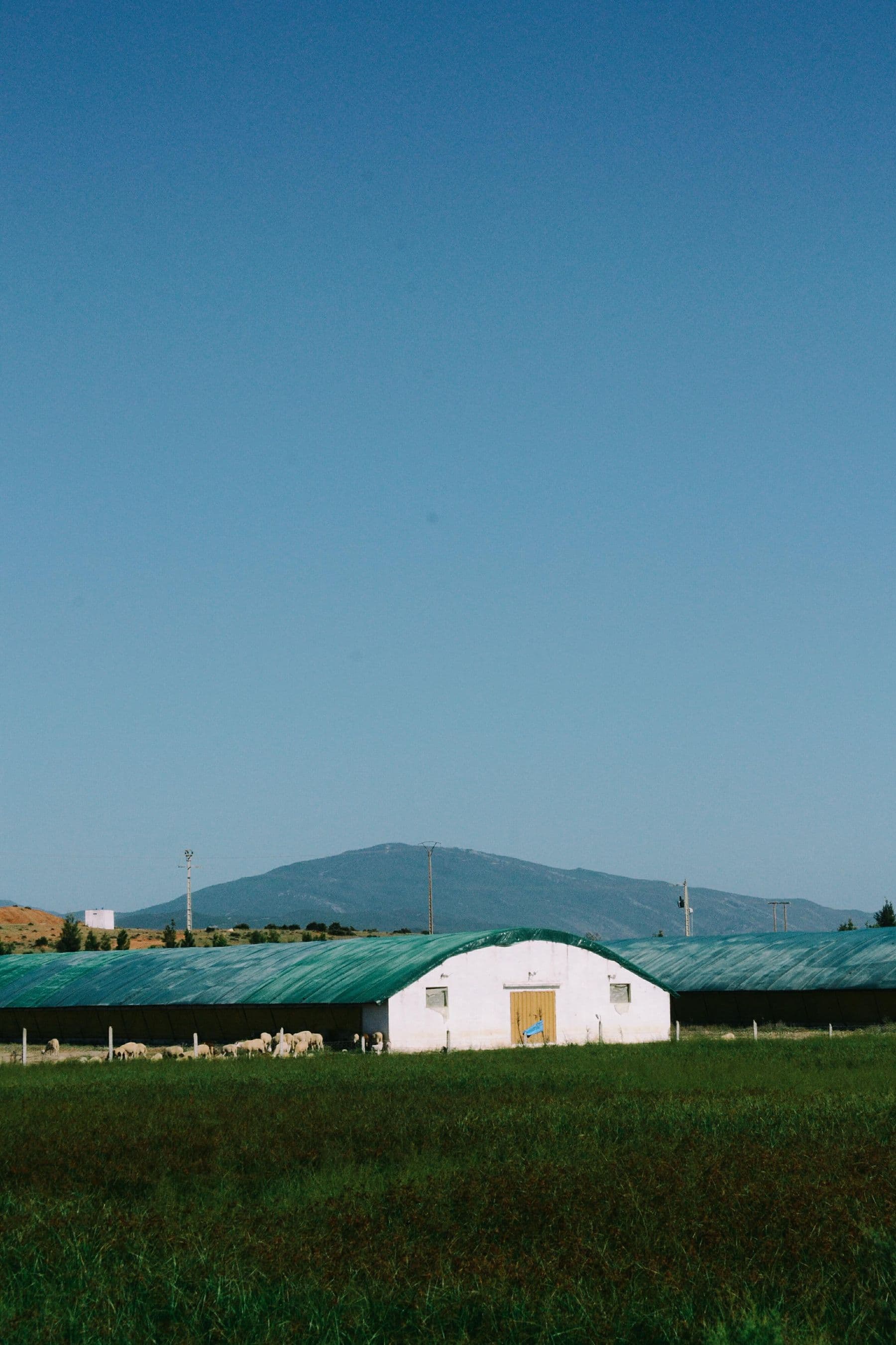 A long arched farm building with a green roof and a white end wall in a grass field, with sheep grazing beside it.